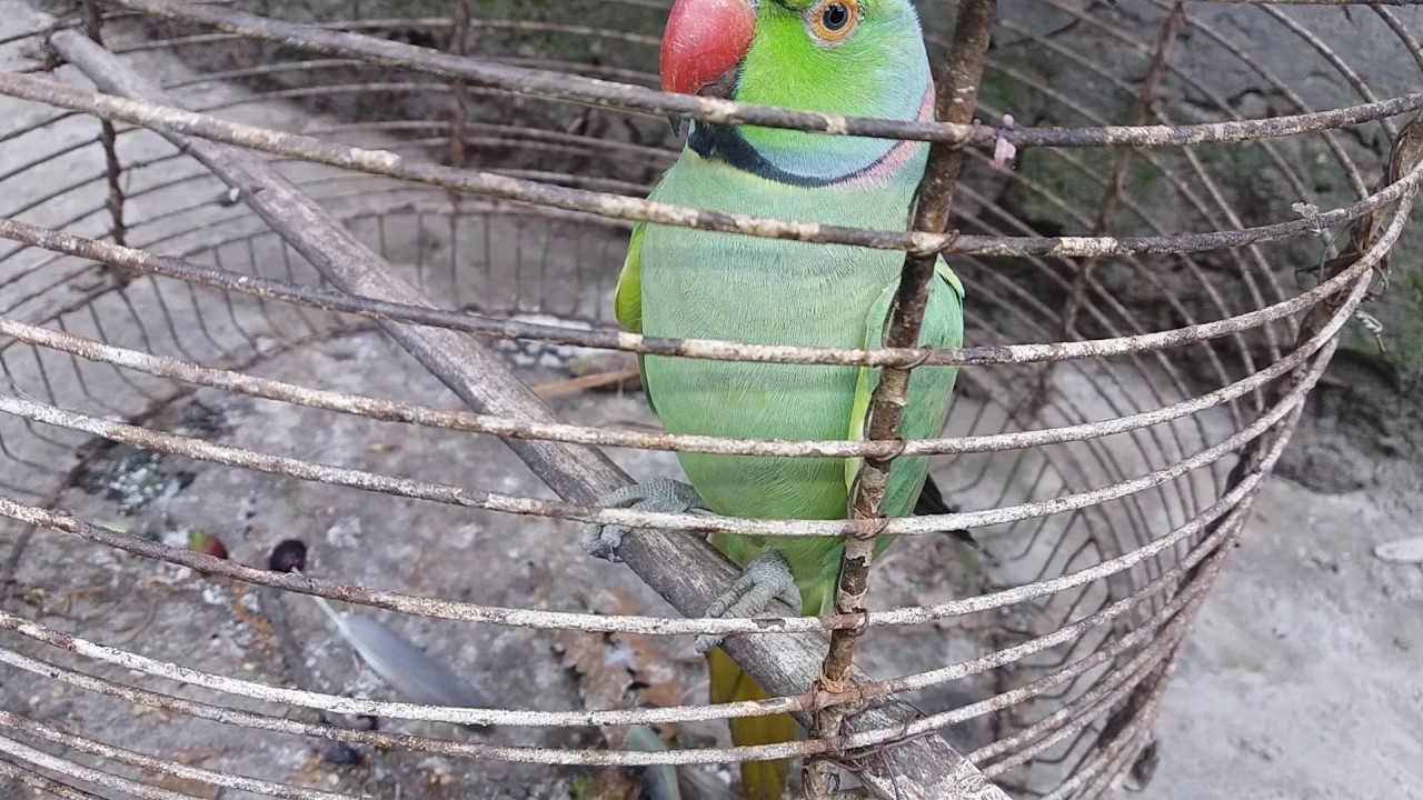 আগুন লাগা ভবনের কোন এক বাসিন্দার আটকেপড়া একটি টিয়া পাখি উদ্ধার